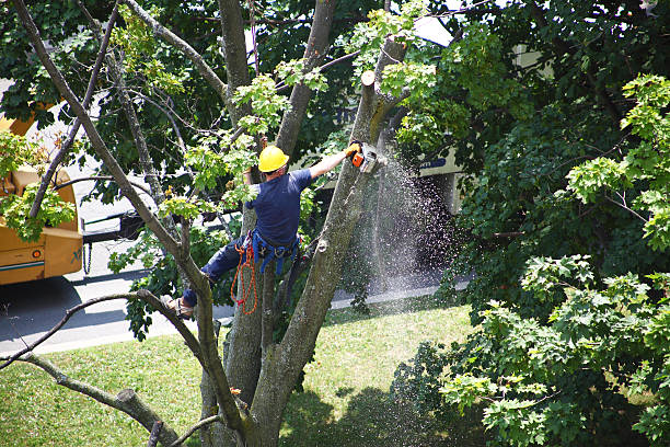 Reliable Fort Myers Beach, FL Tree Services Solutions